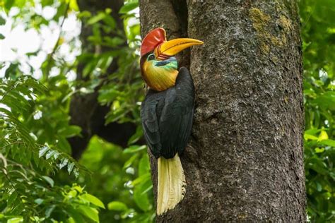 Hornbill - A-Z Animals