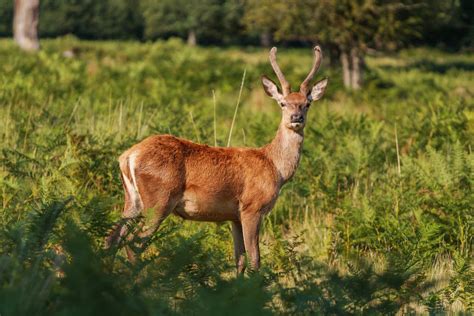 An Antelope on a Grassy Field · Free Stock Photo