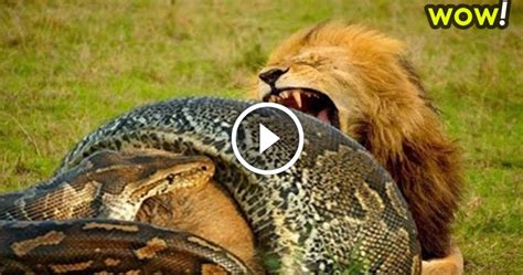 videonewsamazing: Lion Attack Snake, Eagle Eat Snake 🌟 Most Amazing Wild Animal Attacks #38 🌟 ...