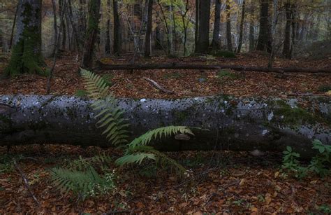 The beech forest on Behance