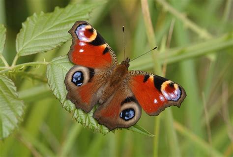 The UK's biggest ever survey to find the most common butterfly in ...