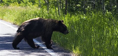 Bear In Glacier National Park Brown Danger Grass Photo Background And Picture For Free Download ...