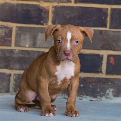 26 HQ Pictures Red Nose Pitbull Puppies For Sale Near Me / Purebred red ...