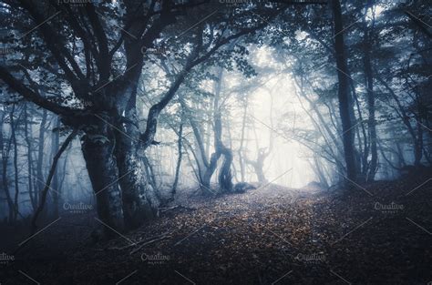 Dark foggy forest. Mystical autumn | High-Quality Nature Stock Photos ...