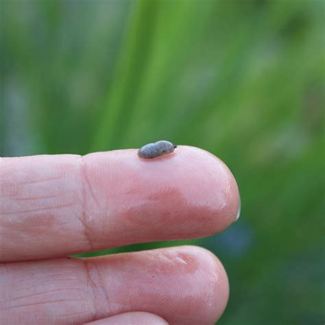 Life Cycle Of A Garden Slug | Fasci Garden