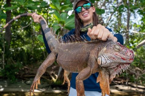 Iguana Hunting With Air Rifles in Florida - Wide Open Spaces