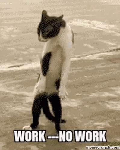 Work No Work GIF - Work NoWork Cat - Discover & Share GIFs | Dancing ...