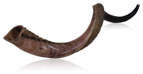 Large Half Polished Half Natural Kudu Horn Shofar