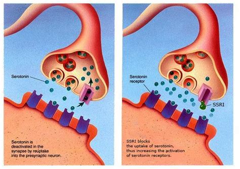 How SSRIs work | OCD-UK