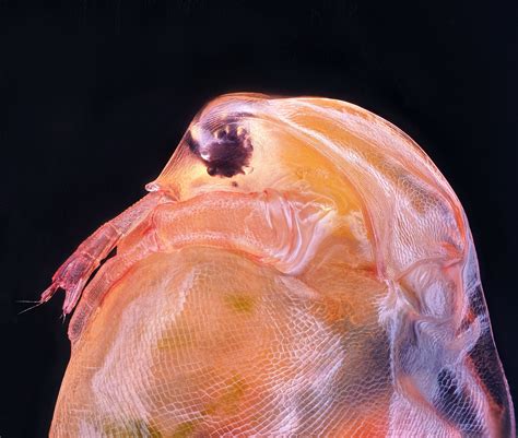 Daphnia magna (Phyllopoda) | Nikon Small World