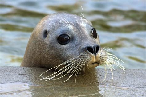 28 Best Harbor Seal Facts - Facts.net