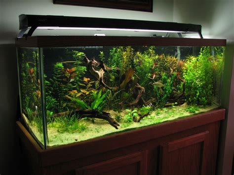 75 Gallon Aquarium Guide: Equipments, Fishes & Setup Ideas