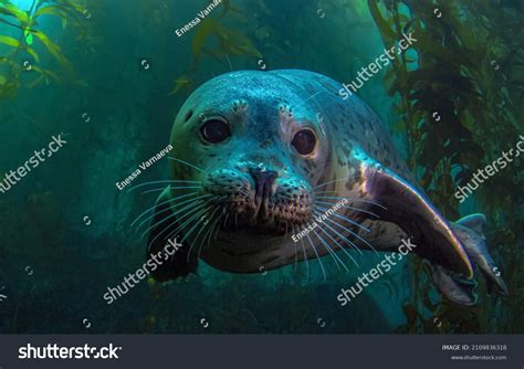 Seal Portrait Underwater Underwater Seal Portrait Stock Photo 2109836318 | Shutterstock