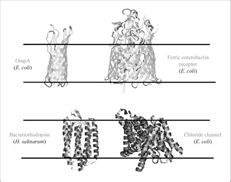 Some structures of all-alpha and beta-barrel membrane proteins in the... | Download Scientific ...