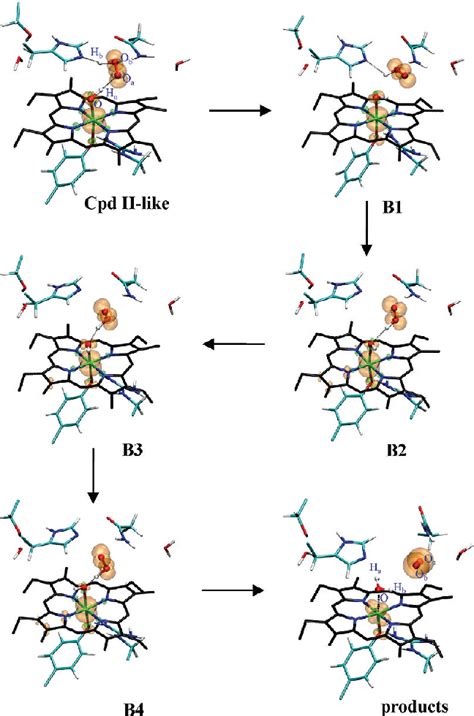 The molecular mechanism of the catalase reaction. | Semantic Scholar