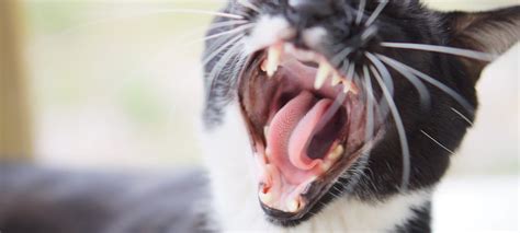 Your Guide to Healthy Cat Gums | Michelson Found Animals