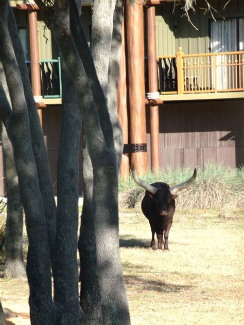An Overview of Disney's Animal Kingdom Lodge FREE Resort Activities! - The Frugal South