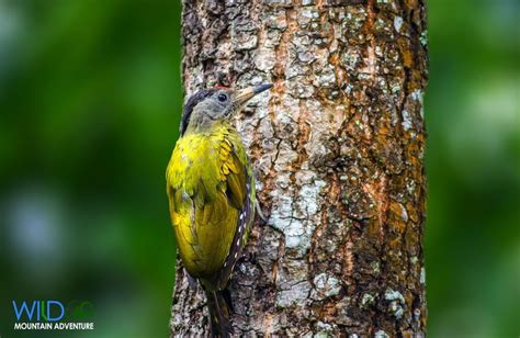 Bird Watching Bhutan | Wildlife photography, Bird species, Habitats