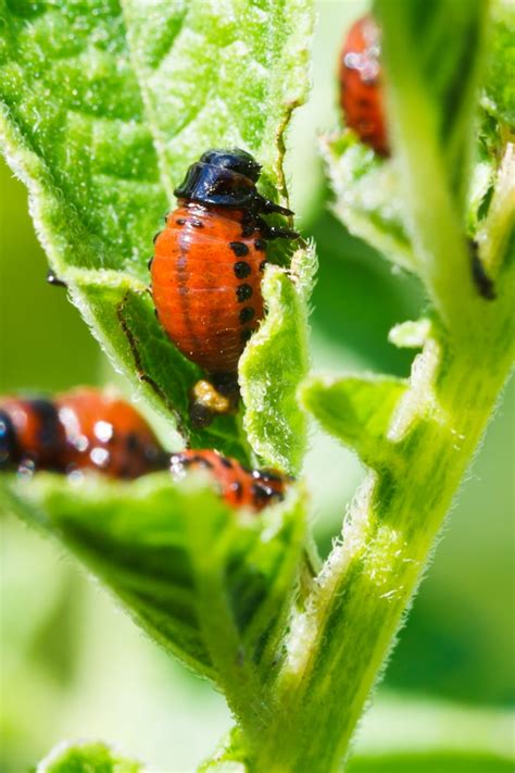 All Natural Pest Control Ideas For Your Garden ~ Bless My Weeds