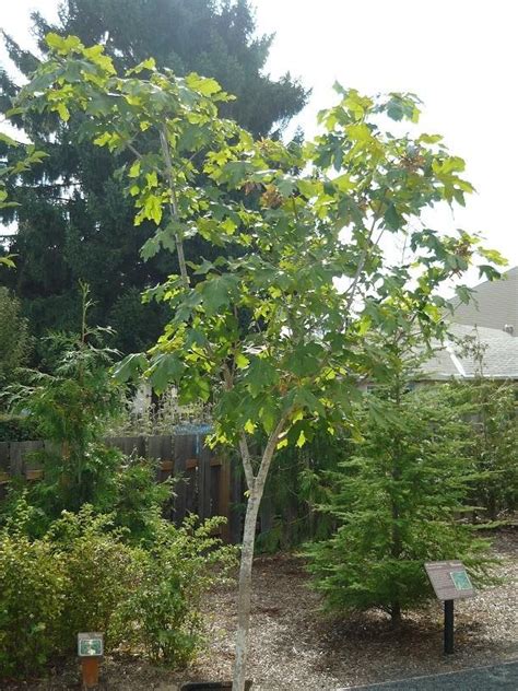 Native Plant of the Month: Big Leaf Maple Tree | Beaverton Resource Guide