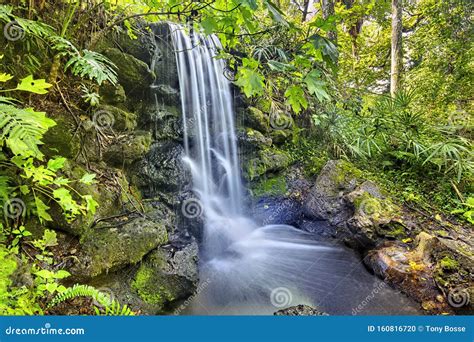 Waterfall in a Lush Forest stock photo. Image of life - 160816720