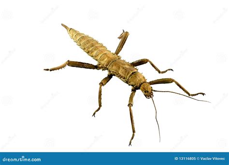 Extatosoma tiaratum stock image. Image of extraterrestrial - 13116805