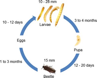 Life Cycle Of A Mealworm