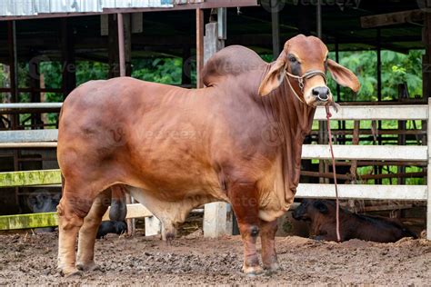 Red Brahman Bull