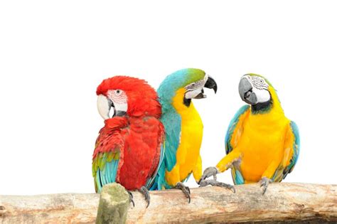 How do Parrots talk? » Petsoid