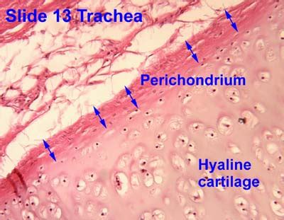 Hyaline Cartilage Connective Tissue Trachea