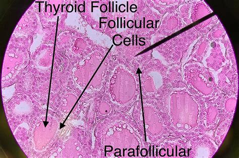 Histology Diagram Of Parathyroid Gland