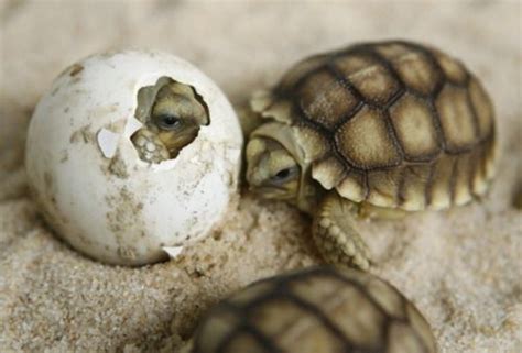 Beautiful | Turtle, Baby turtles, Baby sea turtles