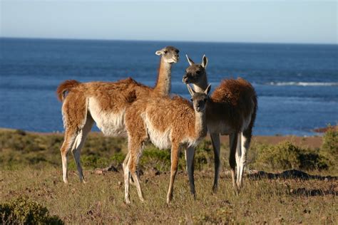 FOTOS DE PATAGONIA: Guanacos en Cabo Dos Bahias - Patagonia