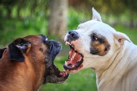 Pelea entre perros: cómo comportarse cuando dos perros están peleando ...