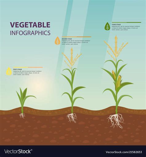 Maize or corn growth stages in form of infographic vector image on