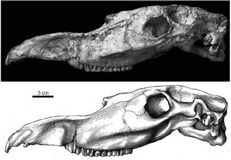 Skull of Hipparion found from the early Pleistocene of Longdan ...