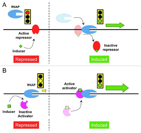 Induction can be under positive or negative control. (A) Negative ...