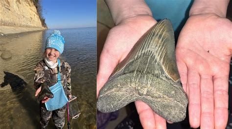 Nine-year-old finds rare megalodon shark tooth on Christmas day | World News - The Indian Express