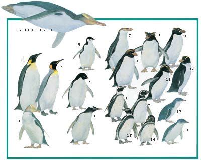 Other penguin species – Artofit