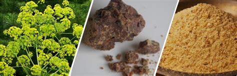 Asafoetida - asafetida-Spices of India