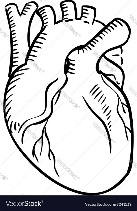 Human Heart Outline