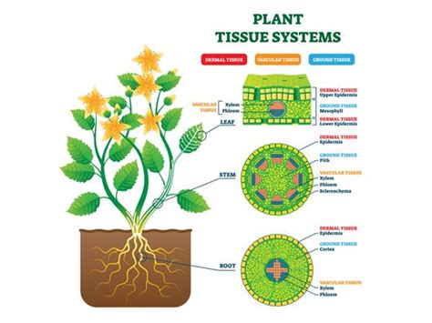 Simple permanent tissue — lesson. Science CBSE, Class 9.