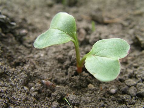 Radish Sprouts – Sayur In The City