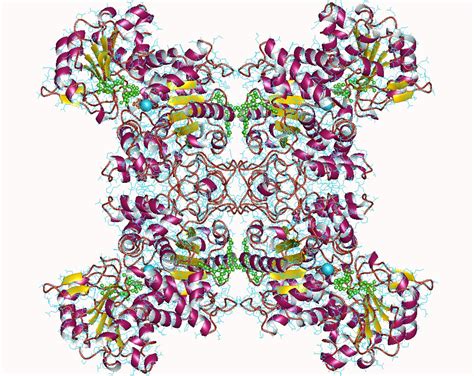 Malate Dehydrogenase