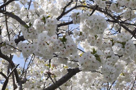 Best Flowering Trees For Uk