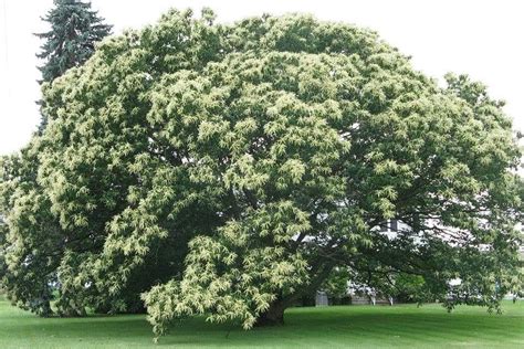 Chinese Chestnut Tree For Sale | Great Tree for Wildlife