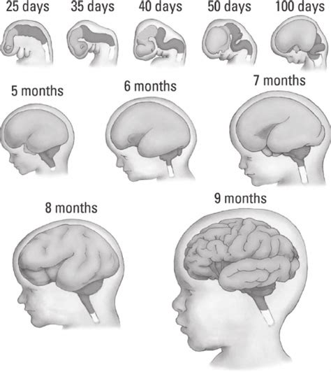 Prenatal development of the human brain showing a series of embryonic... | Download Scientific ...