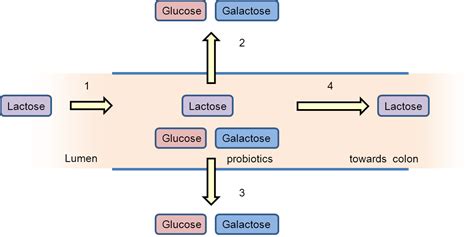 Probiotics and Lactose Intolerance | IntechOpen