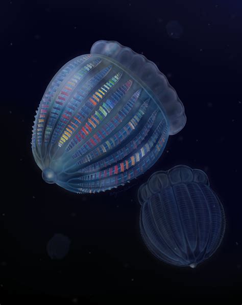 Rare Cambrian fossils from Utah reveal unexpected anatomical complexity in early comb jellies