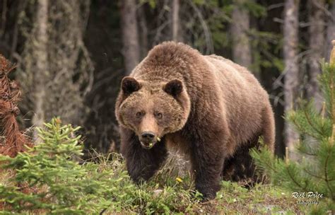 Couple dead after bear attack in Banff National Park, grizzly killed